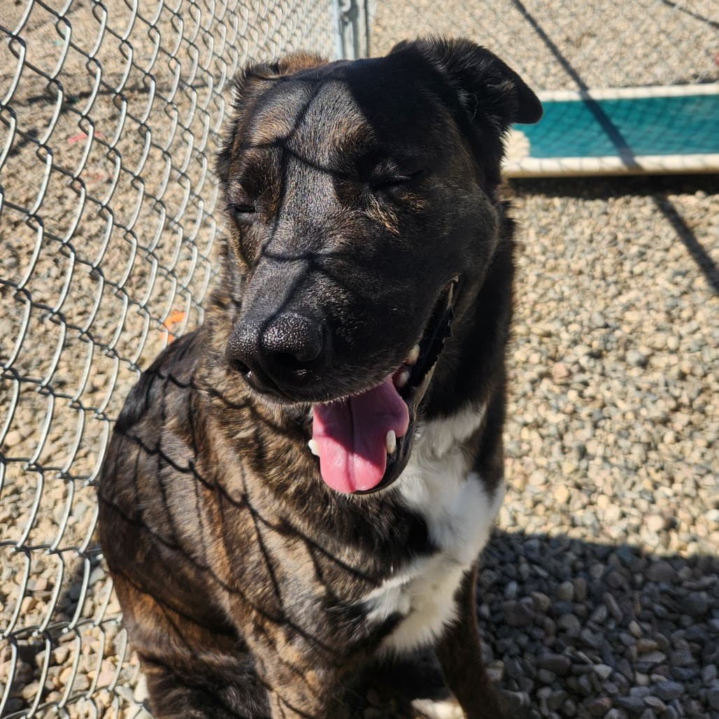 Sage - Greyhound / Mixed Breed (Medium) available for adoption in Saskatchewan