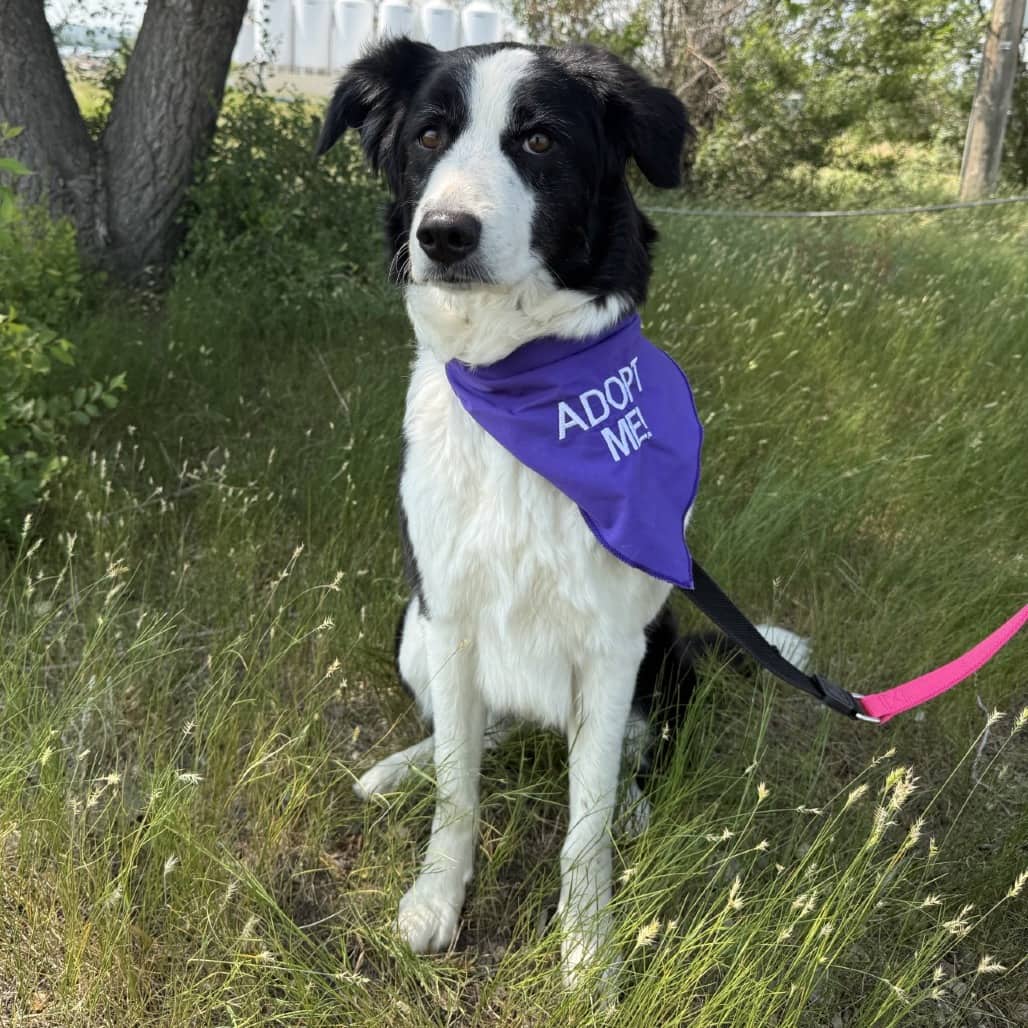 Bree - Collie, Border available for adoption