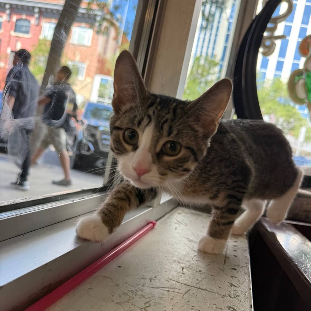 Joey - Domestic Shorthair available for adoption