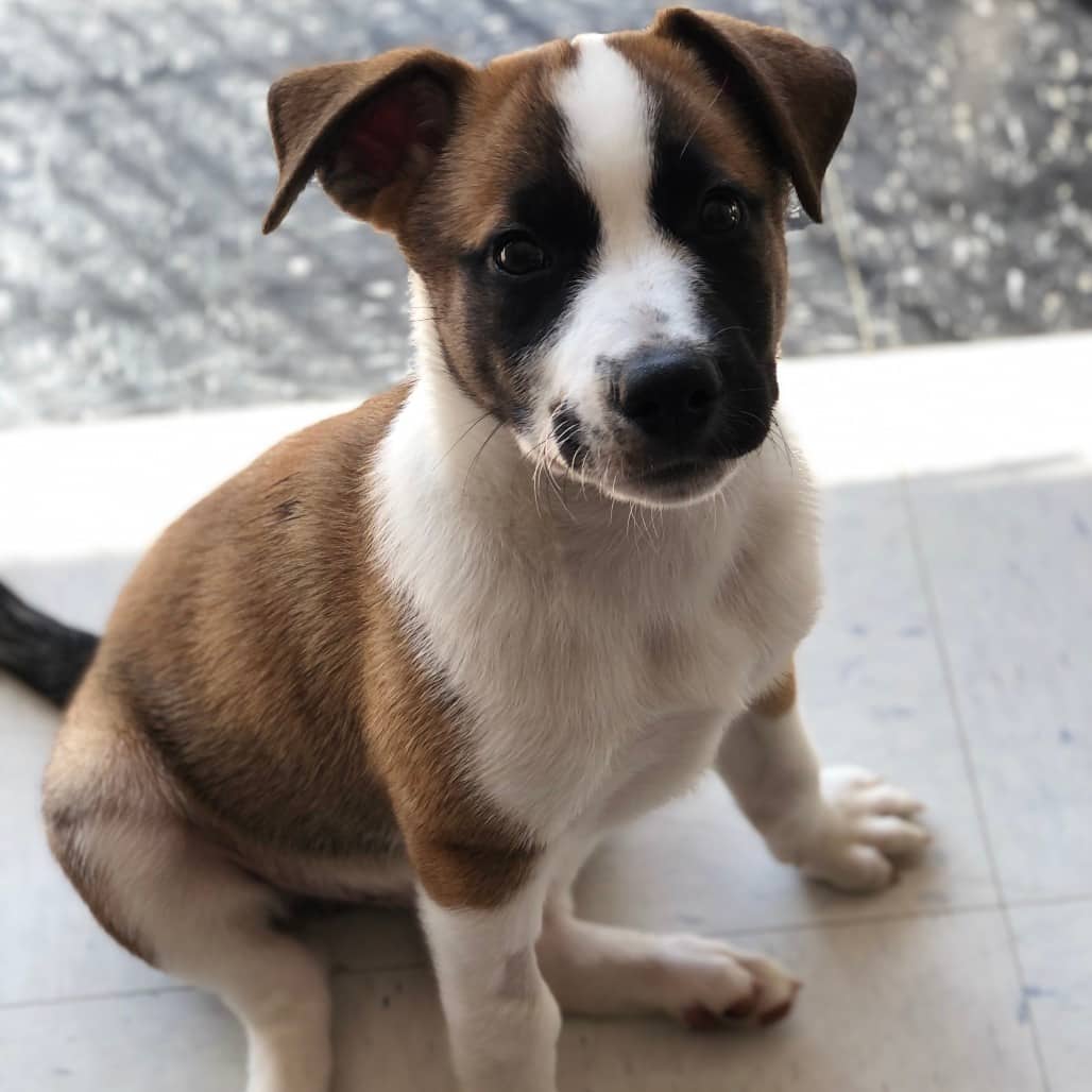 Astroid - Shepherd, Australian available for adoption in Saskatchewan