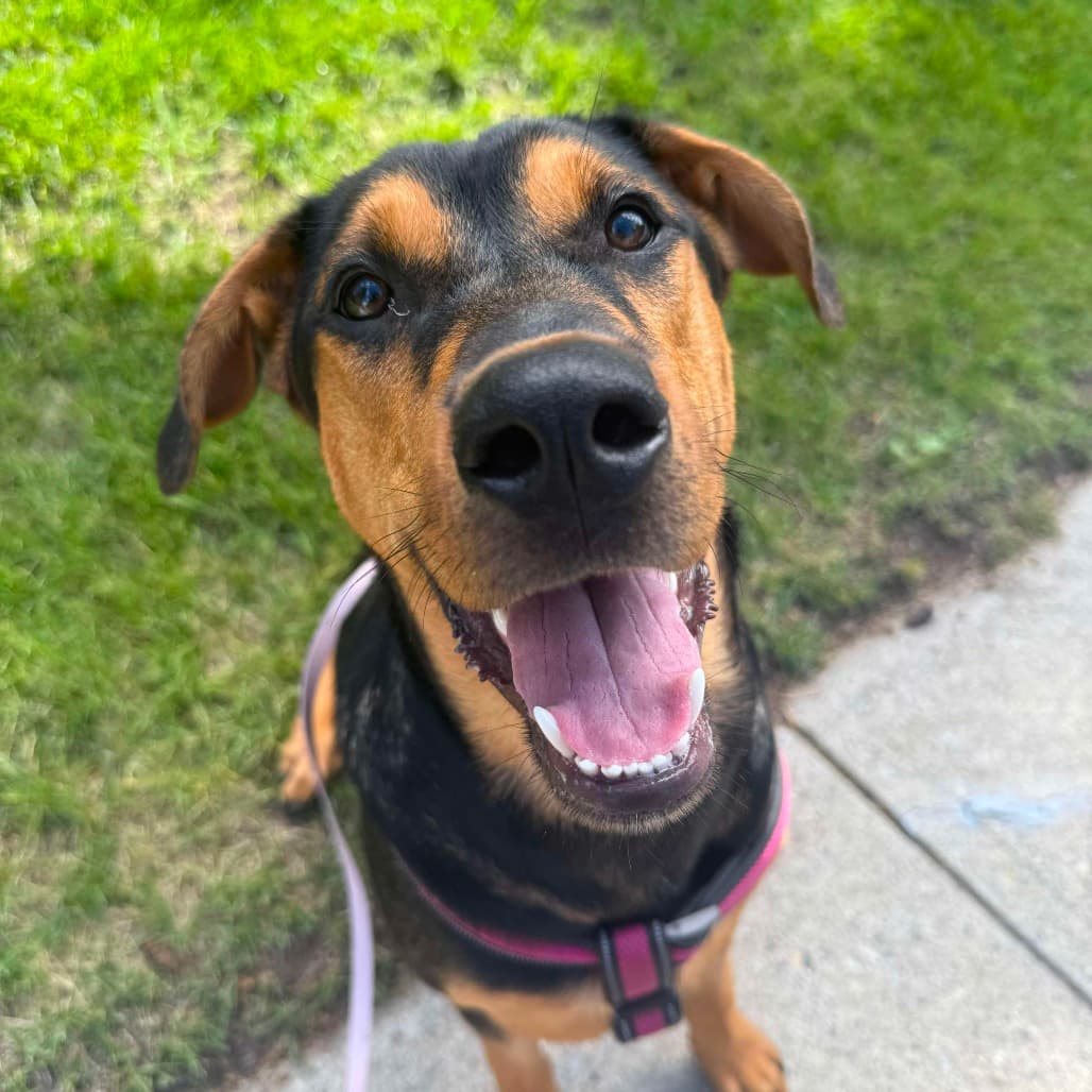 Frank - Mixed Breed available for adoption in Calgary