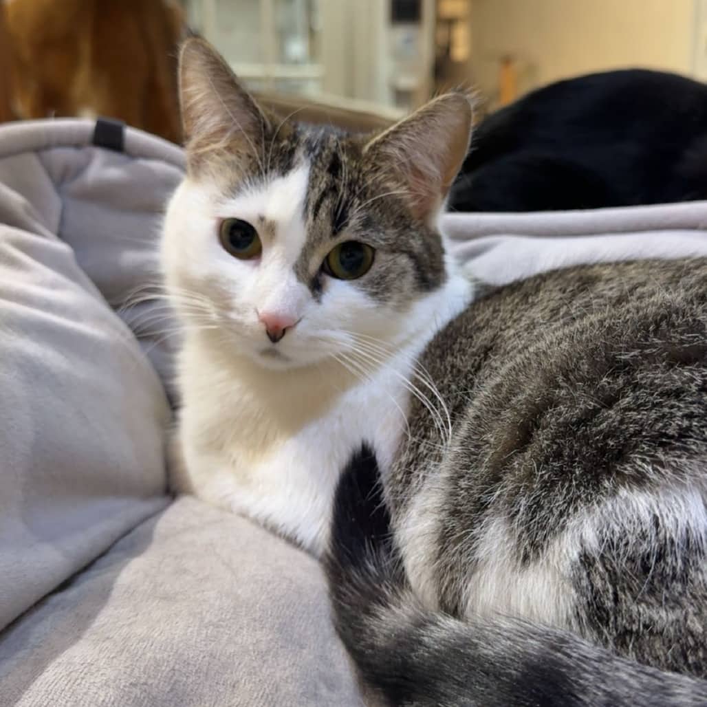 Inca - Domestic Shorthair available for adoption