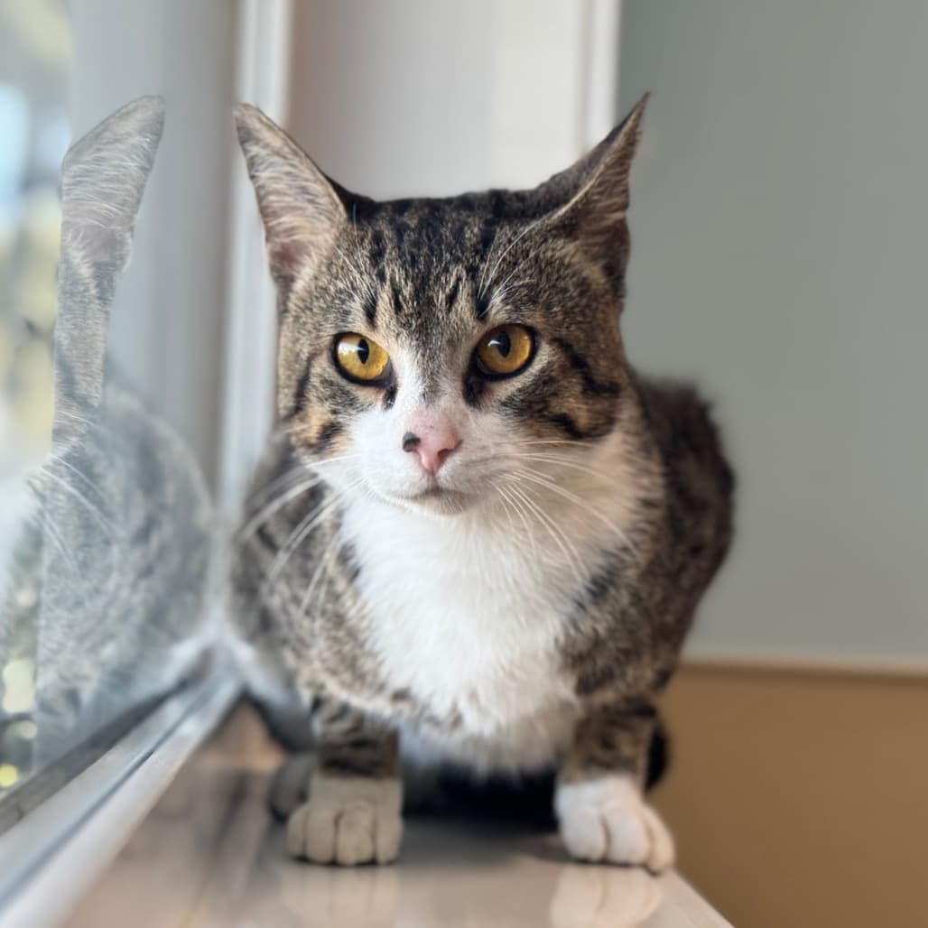 D.K. - Domestic Shorthair cat available for adoption at Prince Albert SPCA in Prince Albert