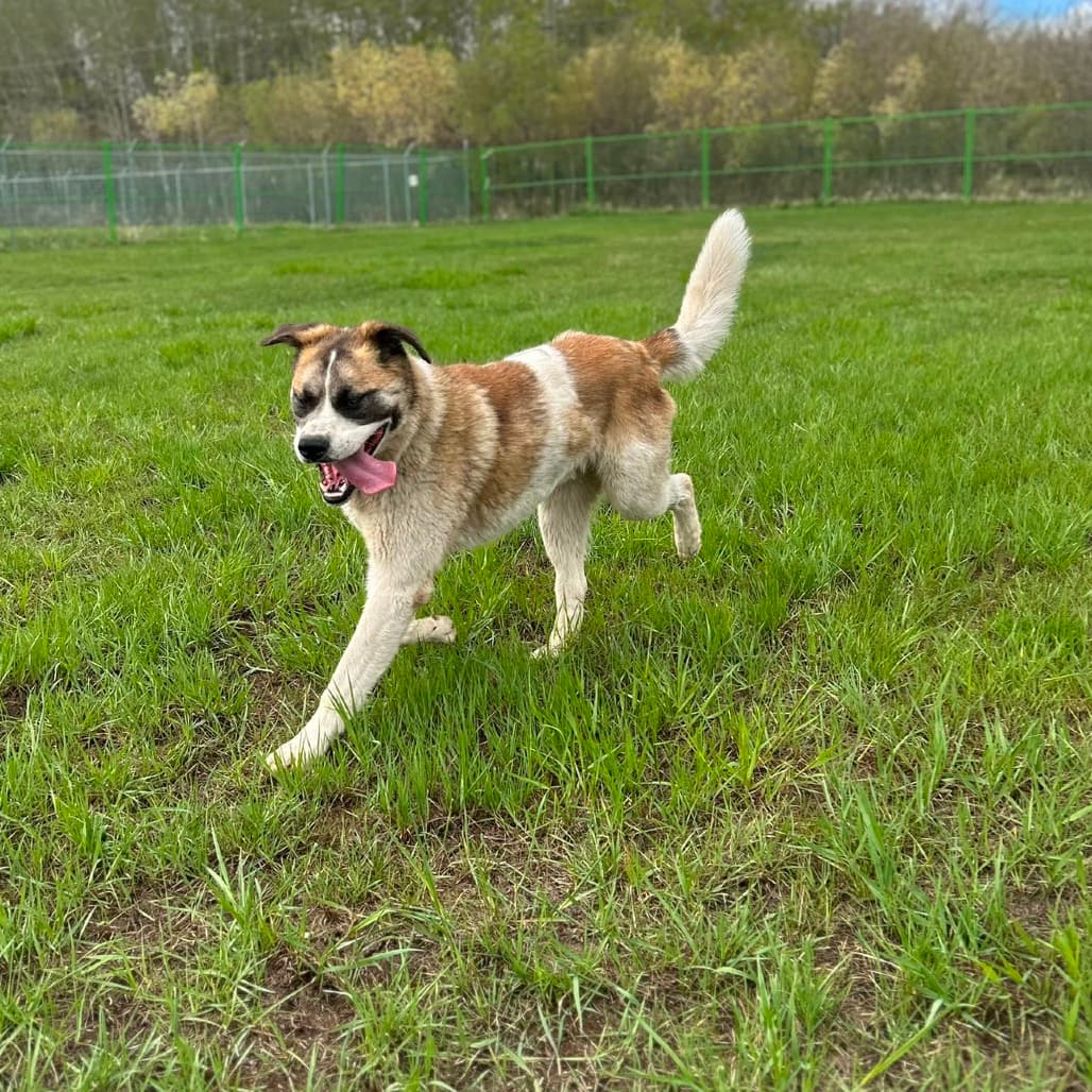 Bandit - SAINT BERNARD/MIX available for adoption in Calgary