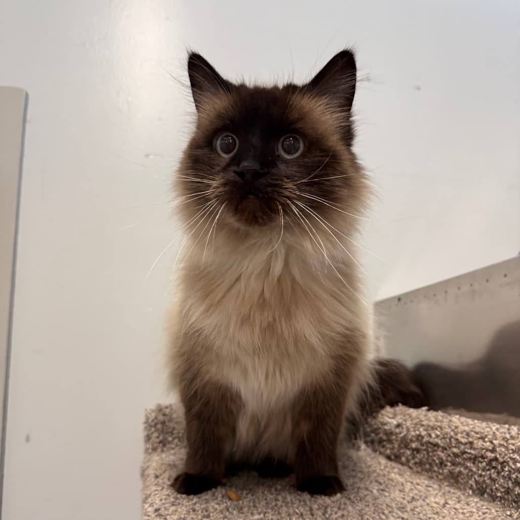 Audrey - Domestic Longhair available for adoption