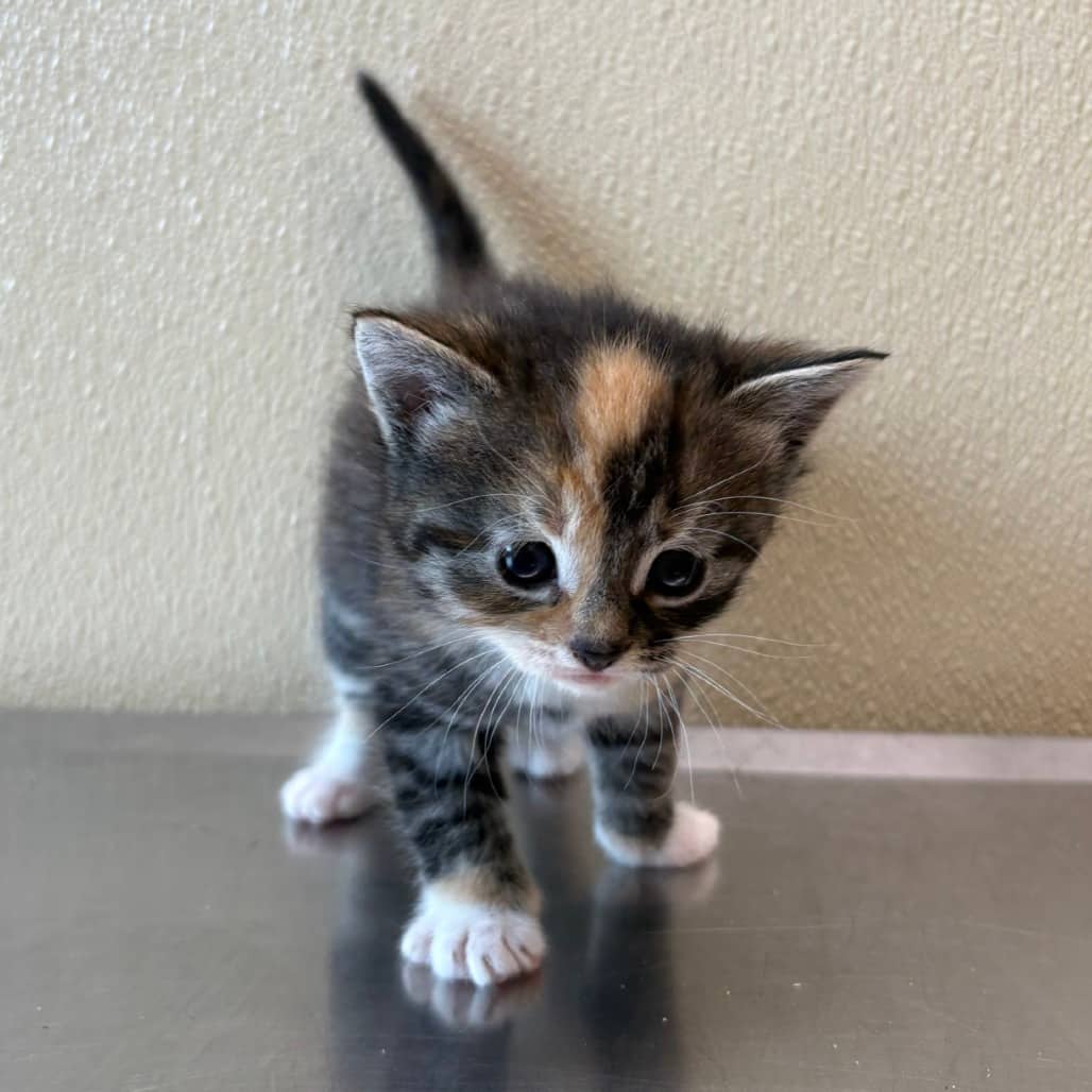 Jeanne - Domestic Shorthair cat available for adoption at Saskatoon SPCA in Saskatoon