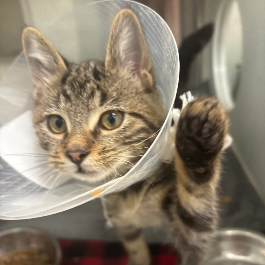 Acorn - Domestic Shorthair cat available for adoption at Saskatoon SPCA in Saskatoon