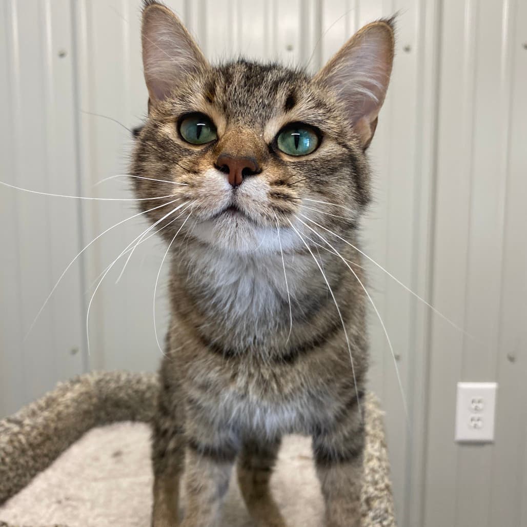 Marmalade - Domestic Shorthair available for adoption