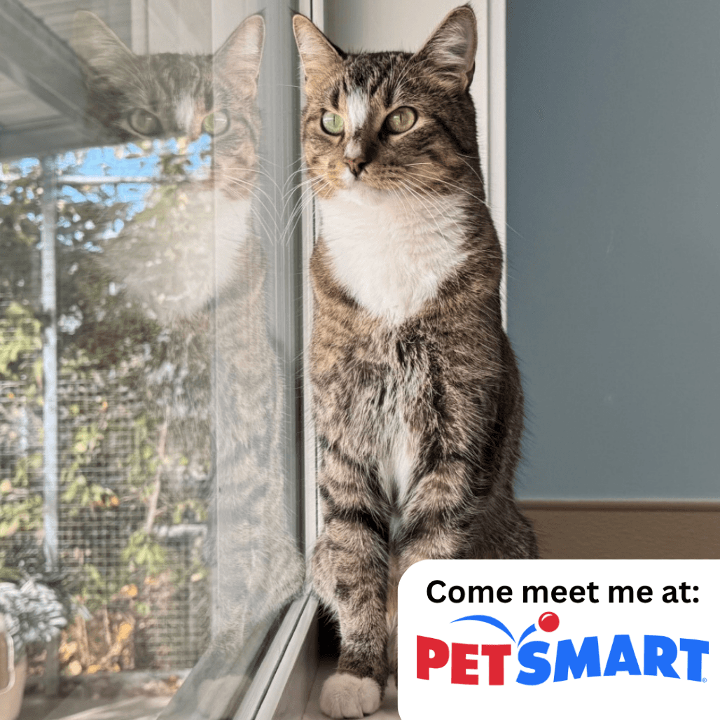Aster - Domestic Shorthair cat available for adoption in Calgary