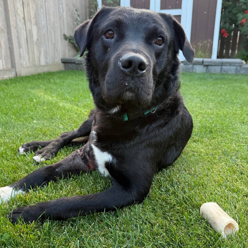 Charlie - RETRIEVER, LABRADOR/MIX available for adoption in Alberta