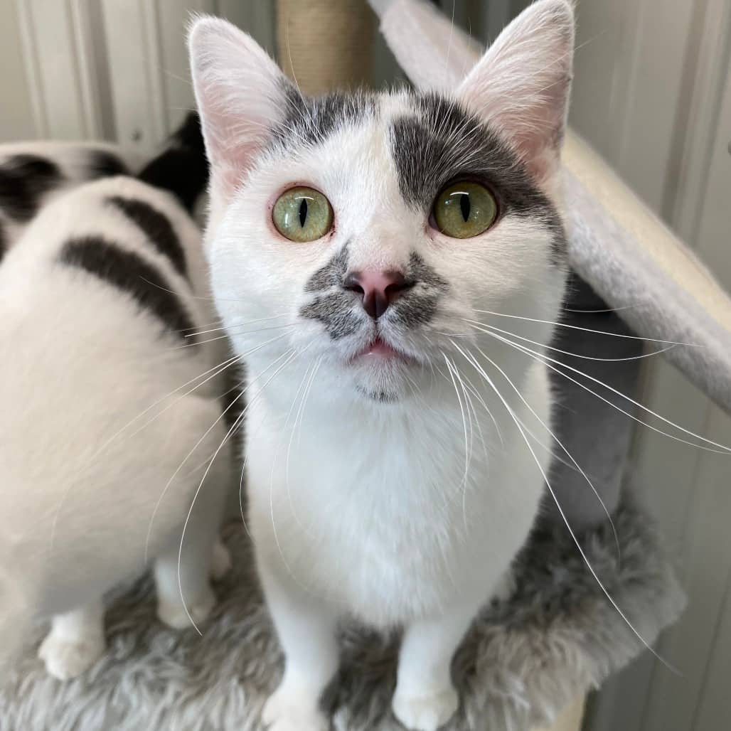 Pip - Domestic Shorthair available for adoption