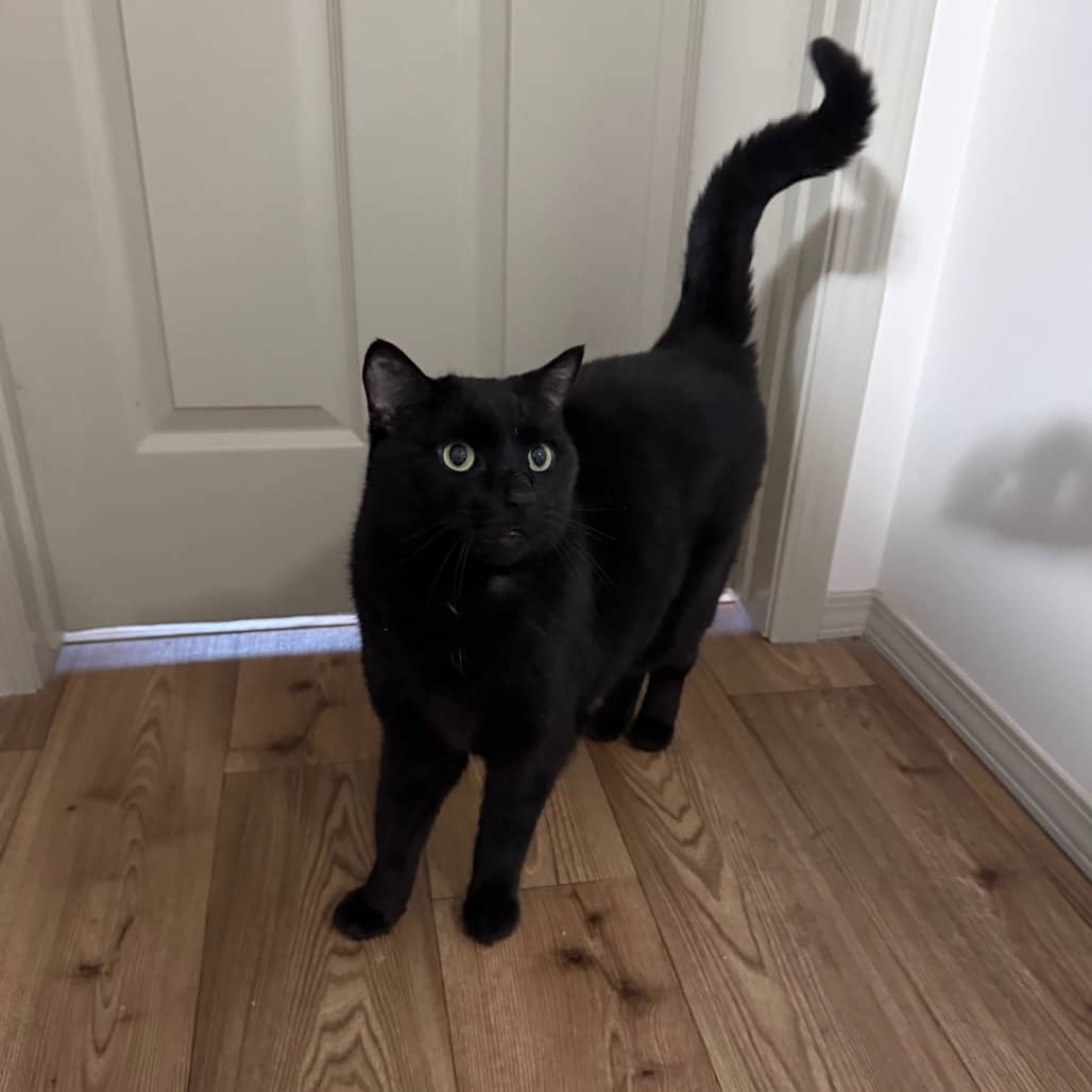 Gengis - Domestic Medium Hair cat available for adoption at SCARS in Edmonton (1 of 6)