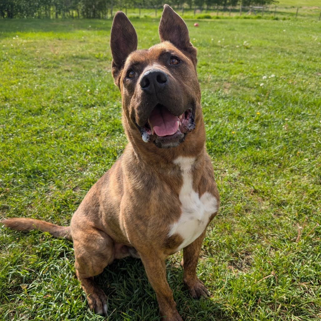 Tigger - TERRIER, AMERICAN PIT BULL available for adoption