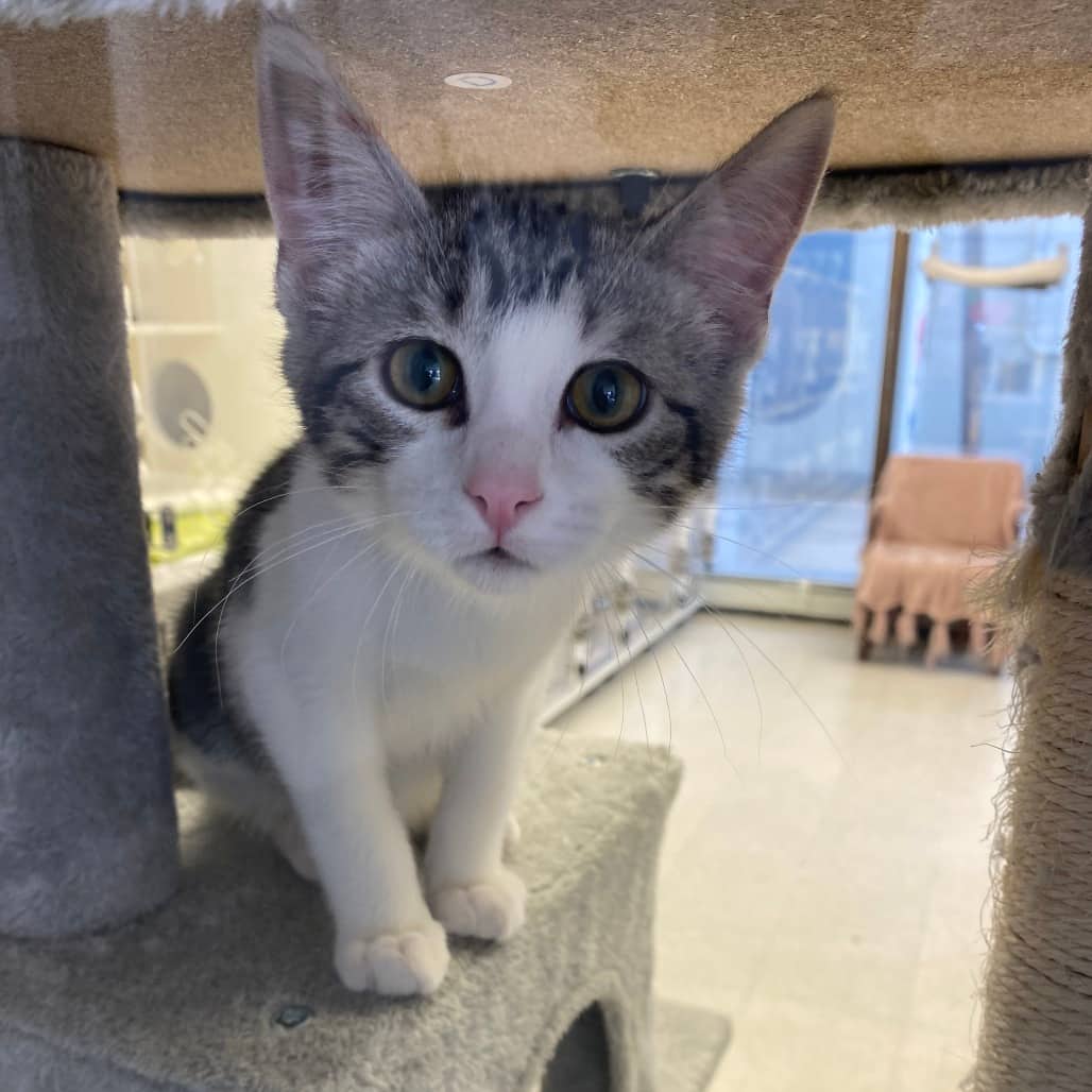 Leonardo DiCatrio - Domestic Shorthair available for adoption