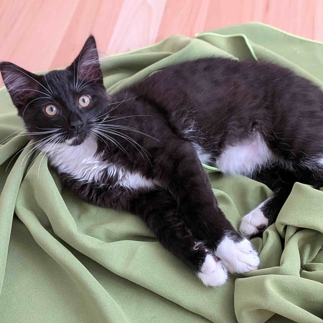 Biscuits - Domestic Longhair cat available for adoption in Calgary