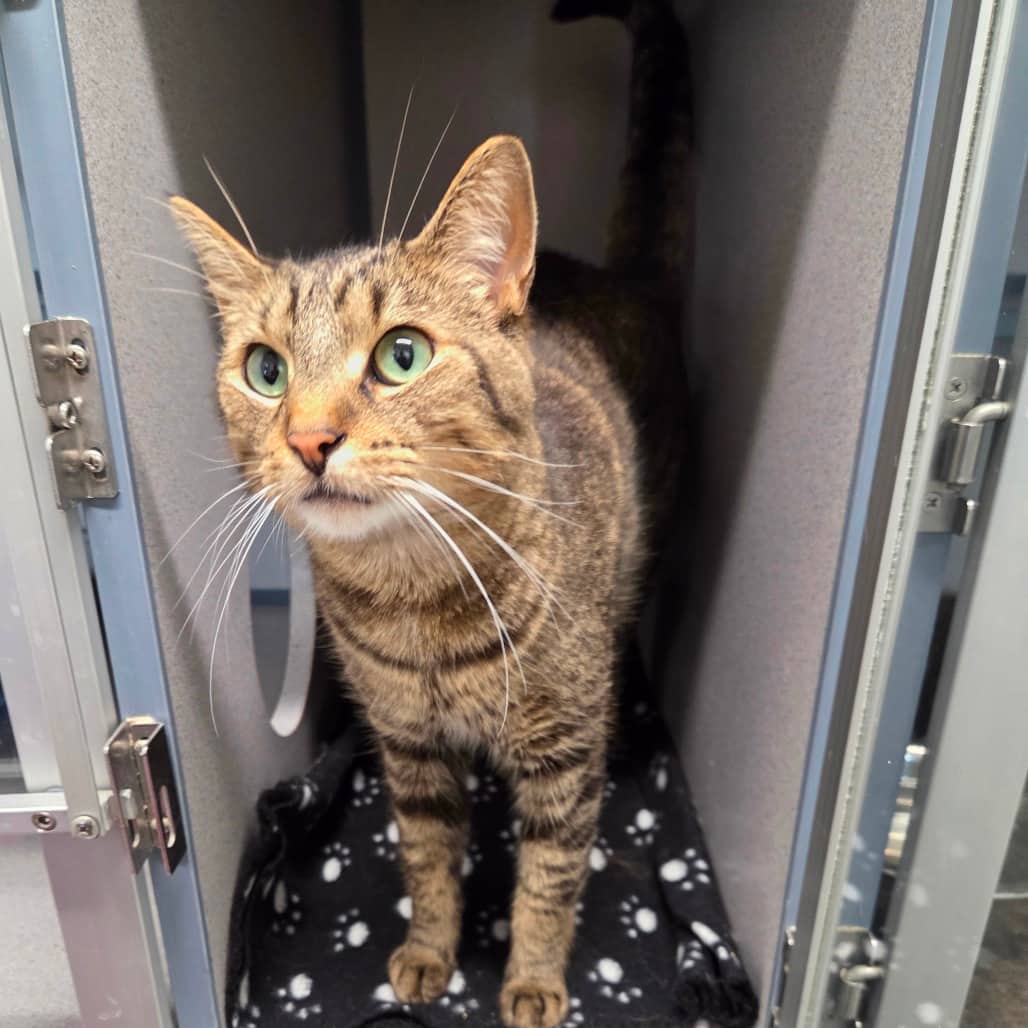 Walnut - Domestic Shorthair available for adoption