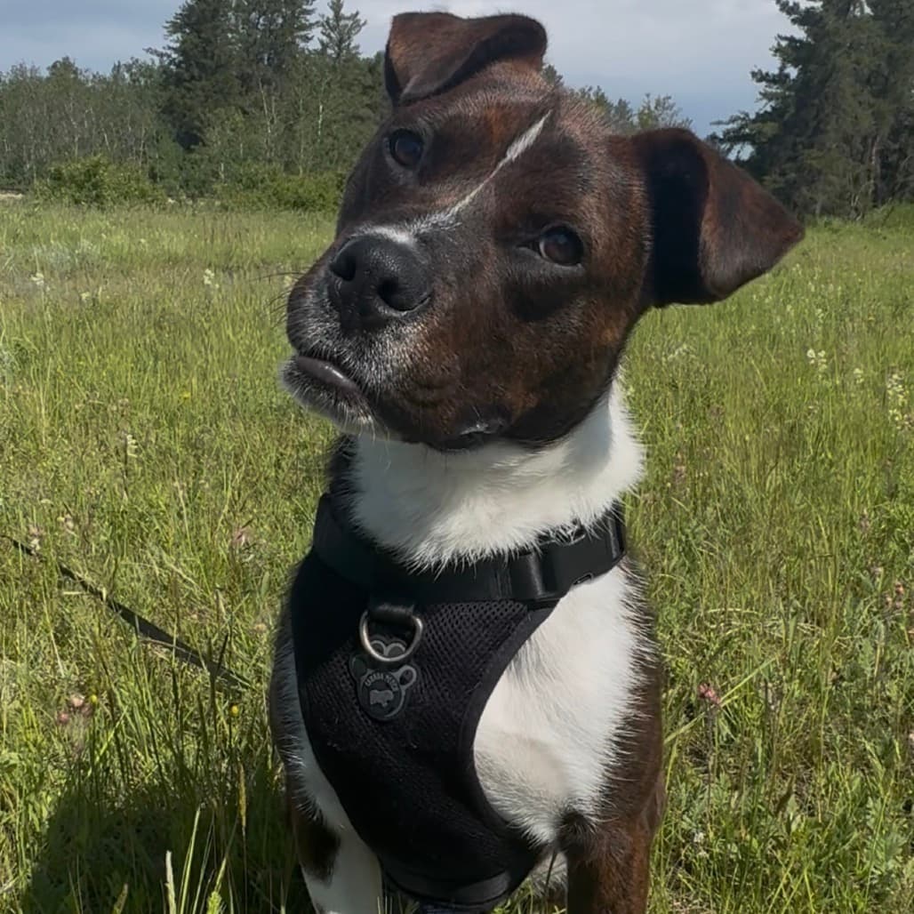 Fletcher - Mixed Breed (Medium) available for adoption
