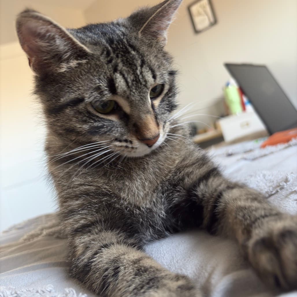 Phoebe - Domestic Shorthair cat available for adoption at Battlefords Humane Society in North Battleford