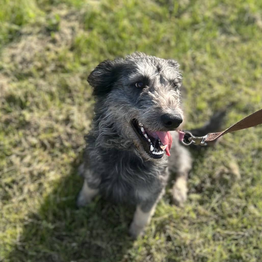 Ripple - TERRIER, WELSH available for adoption in Alberta