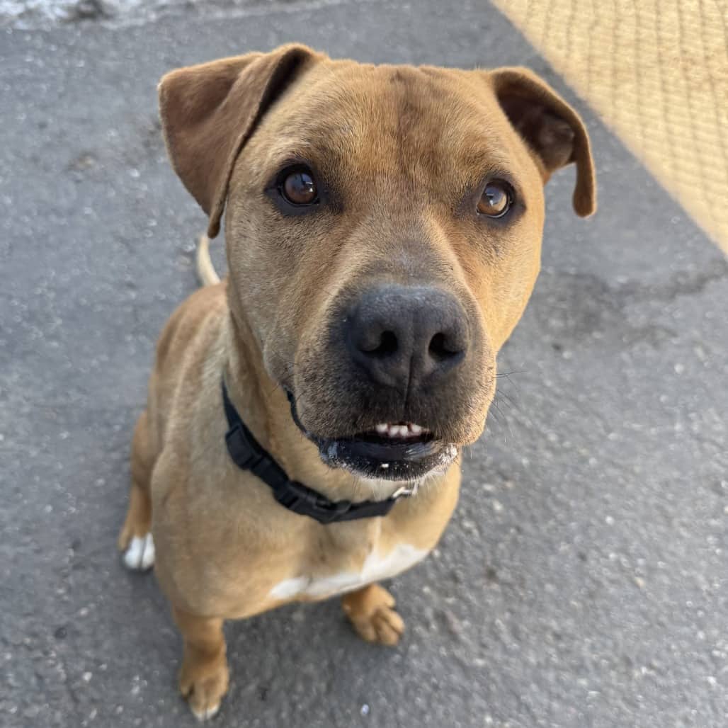 Radar - Terrier, Pit Bull / Mixed Breed (Large) available for adoption