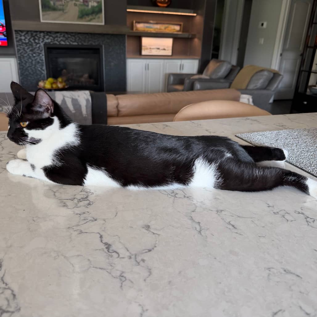 Patsy - Domestic Shorthair cat available for adoption at SCARS in Edmonton (1 of 3)