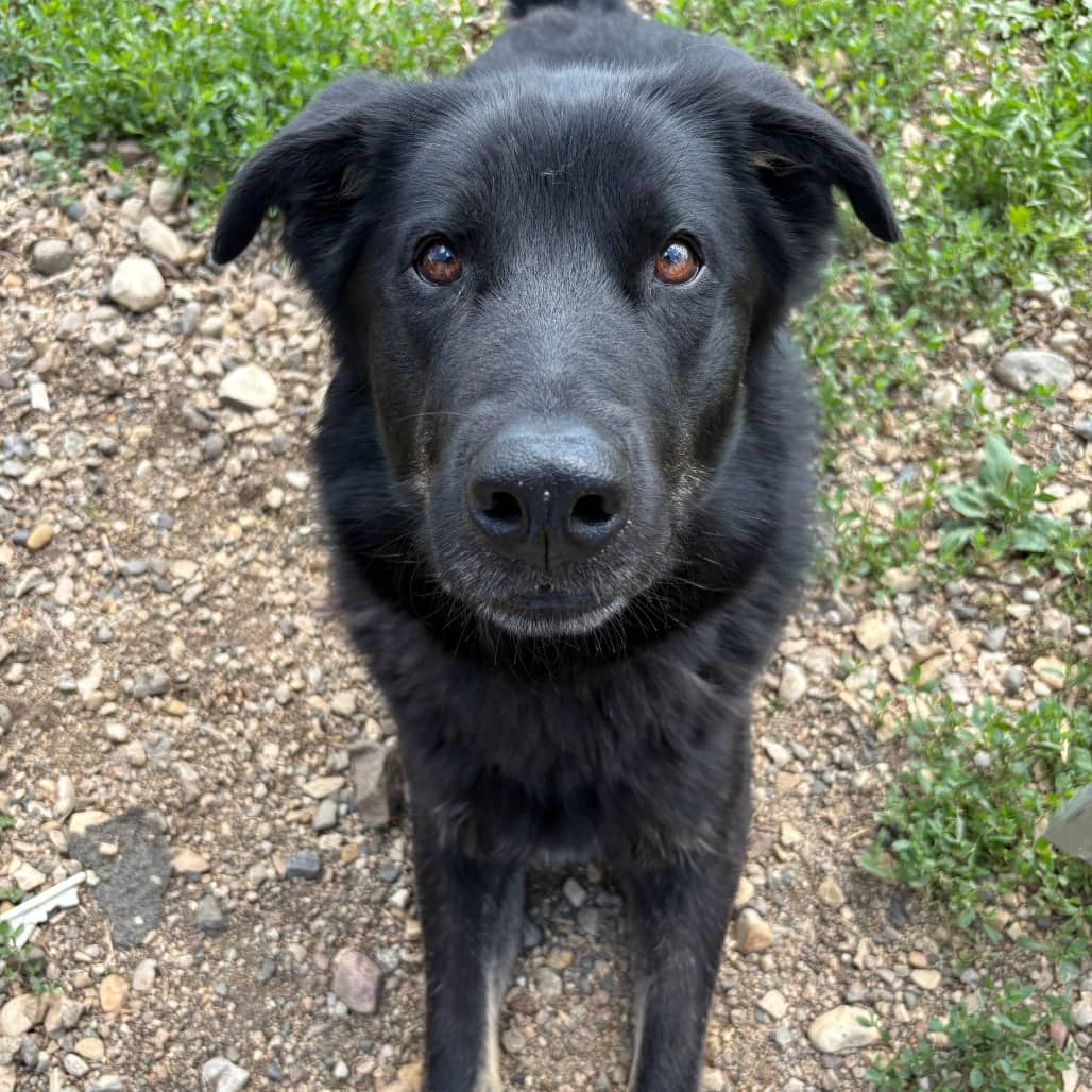 Thor - Mastiff / Husky available for adoption in Calgary