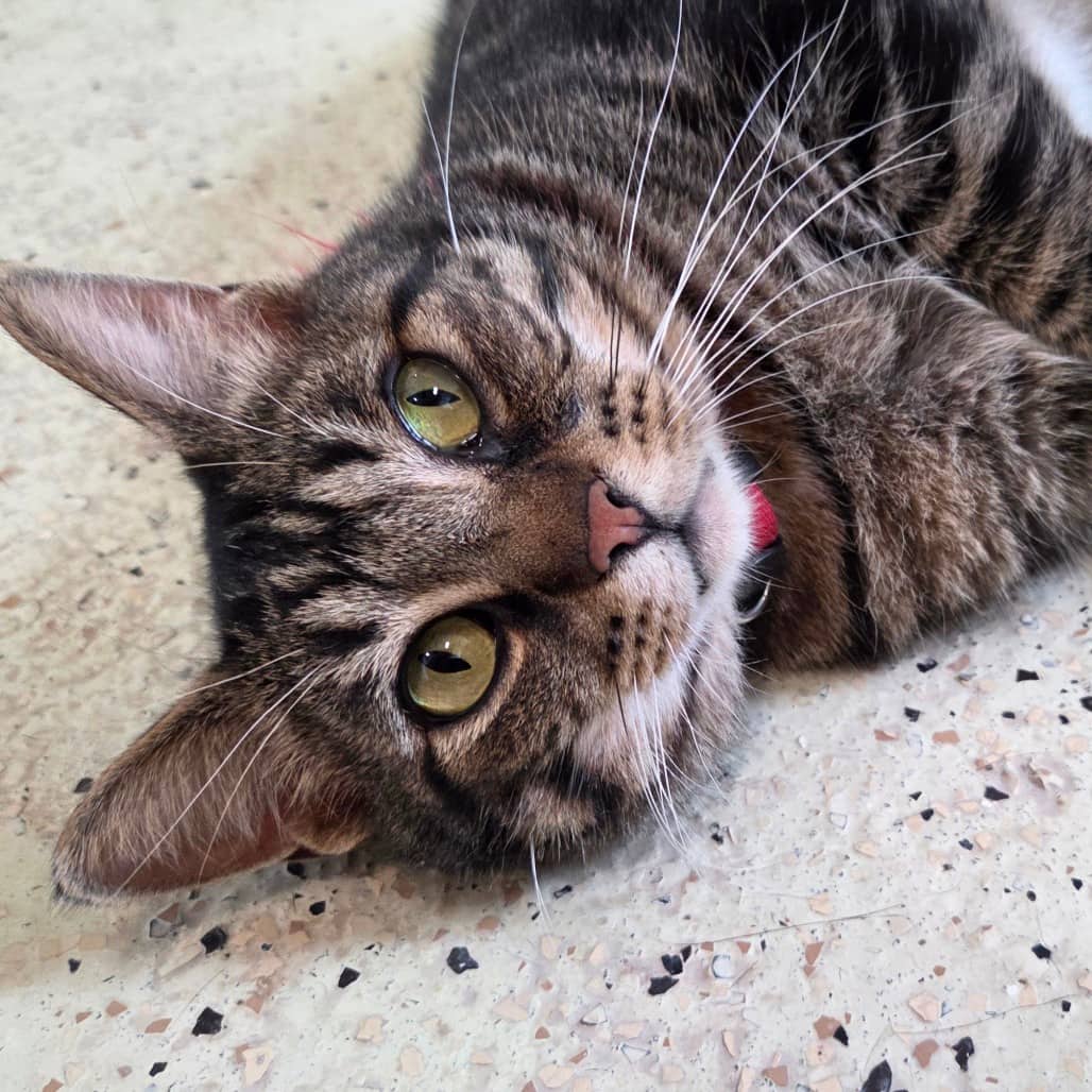 Toby - Domestic Shorthair available for adoption