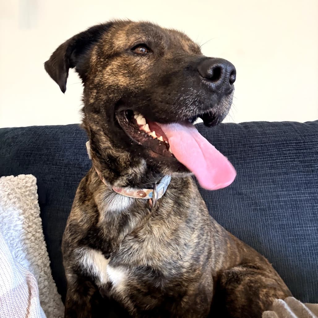 Chocolate - TERRIER, PIT BULL/MIX available for adoption at SCARS in Calgary