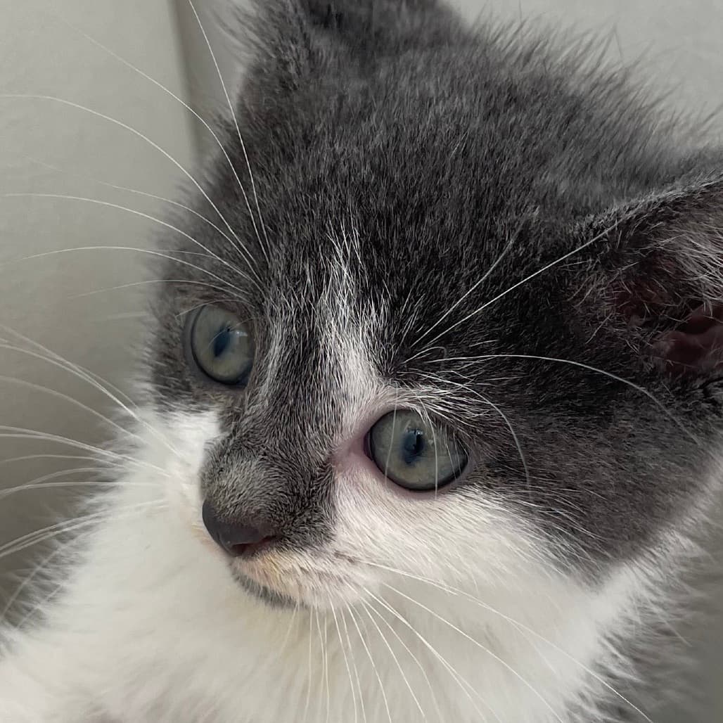 Pixie - Domestic Shorthair available for adoption