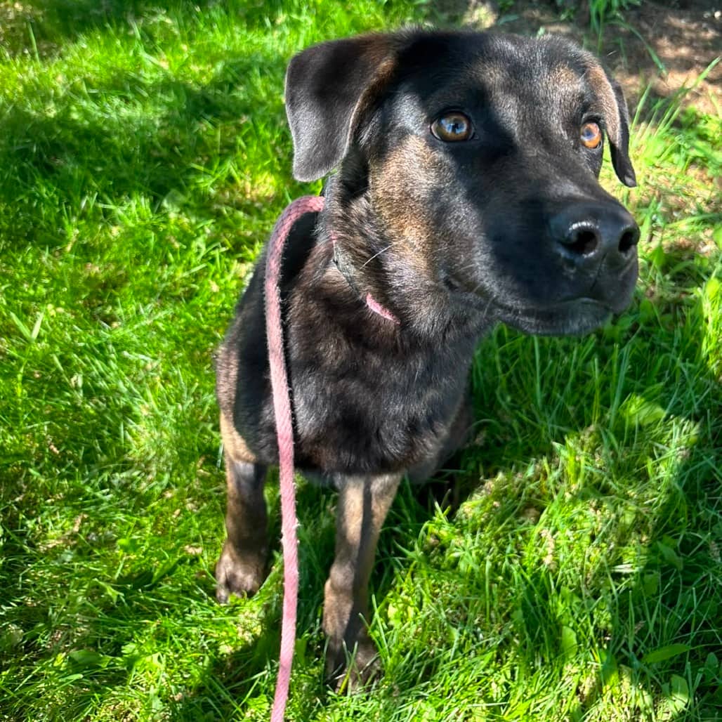 Bonsai - RETRIEVER, LABRADOR/MIX available for adoption in Alberta