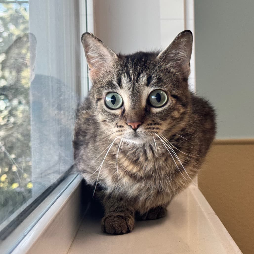 Robynn - Domestic Shorthair cat available for adoption at Prince Albert SPCA in Prince Albert