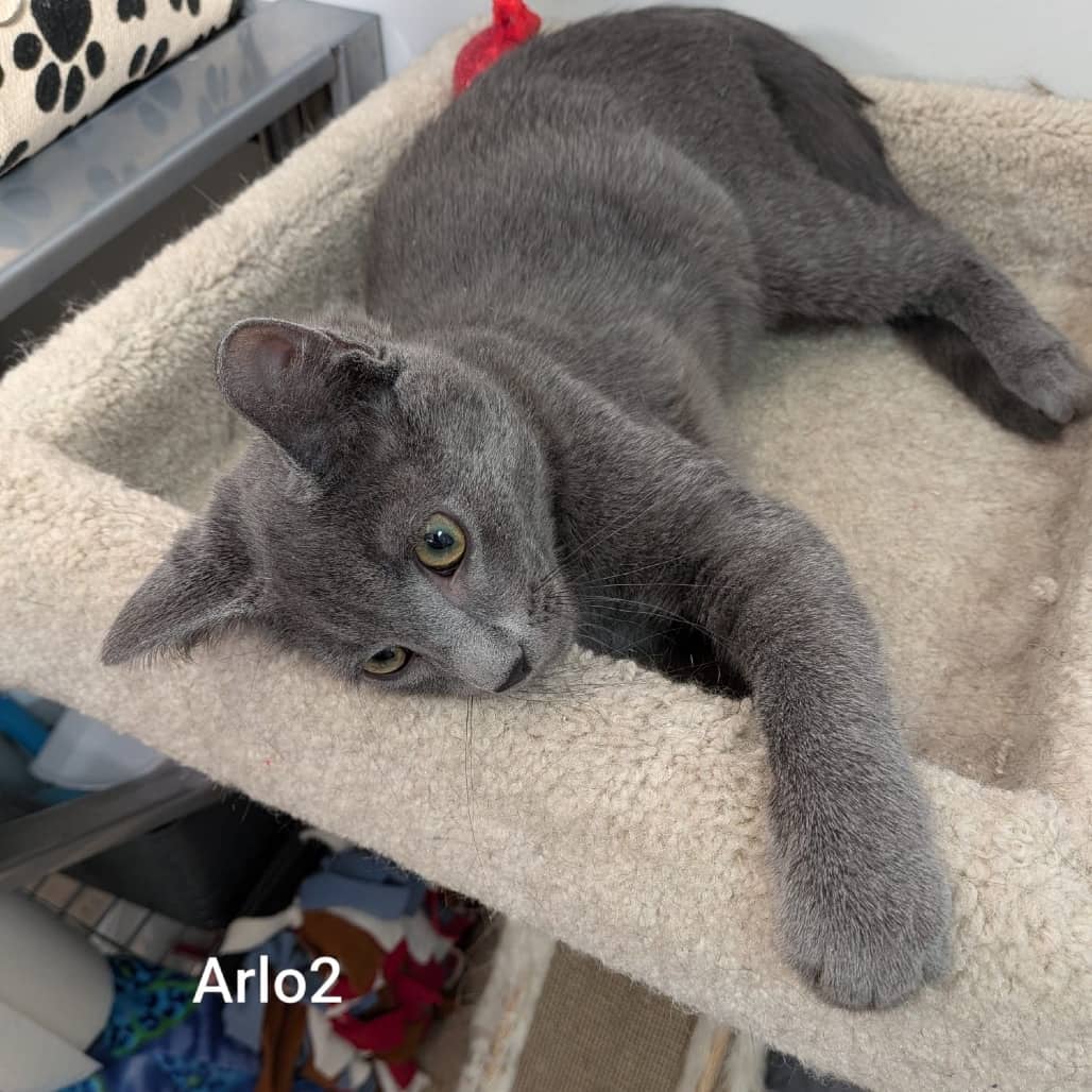 Arlo2 - Domestic Shorthair/Unknown cat available for adoption at SCARS in Edmonton (1 of 3)