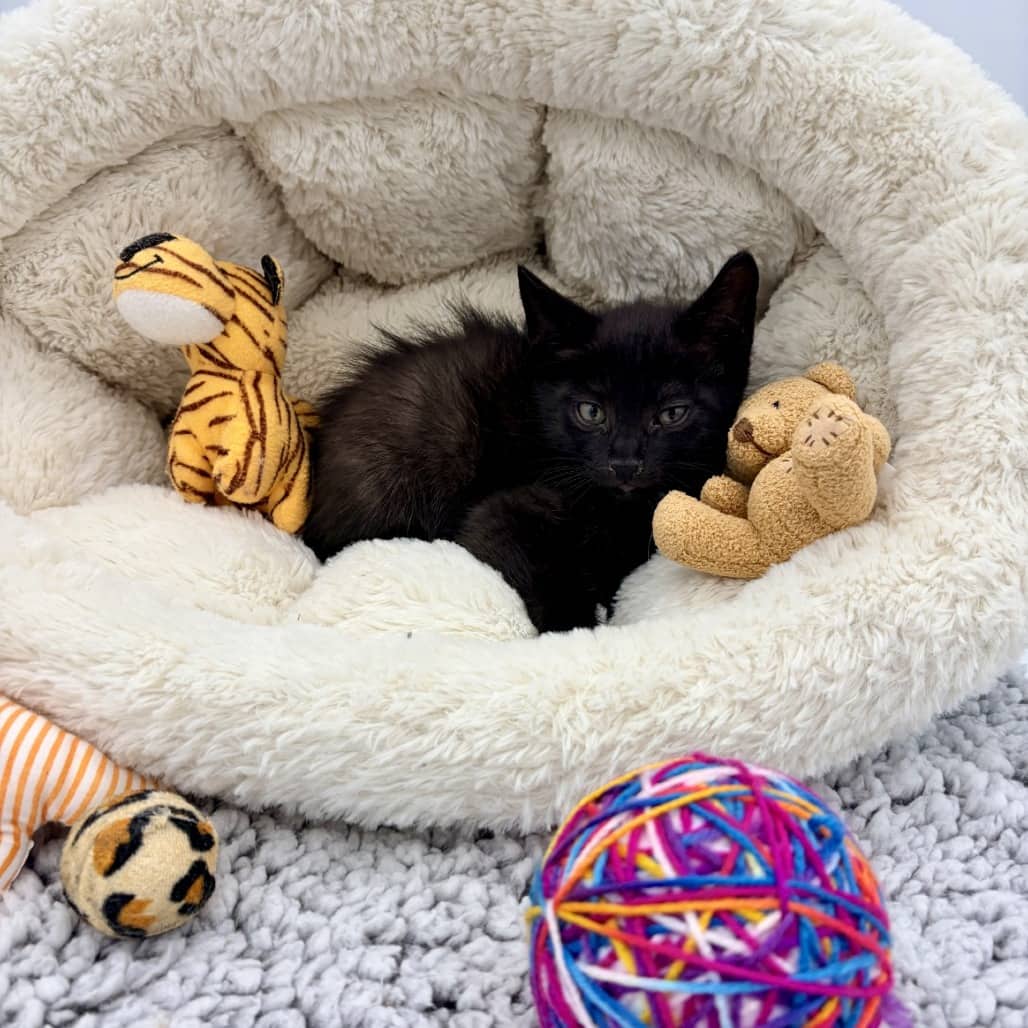 Licorice - Domestic Shorthair cat available for adoption in Saskatchewan