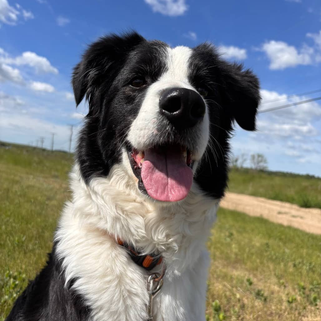 Bree - Collie, Border available for adoption