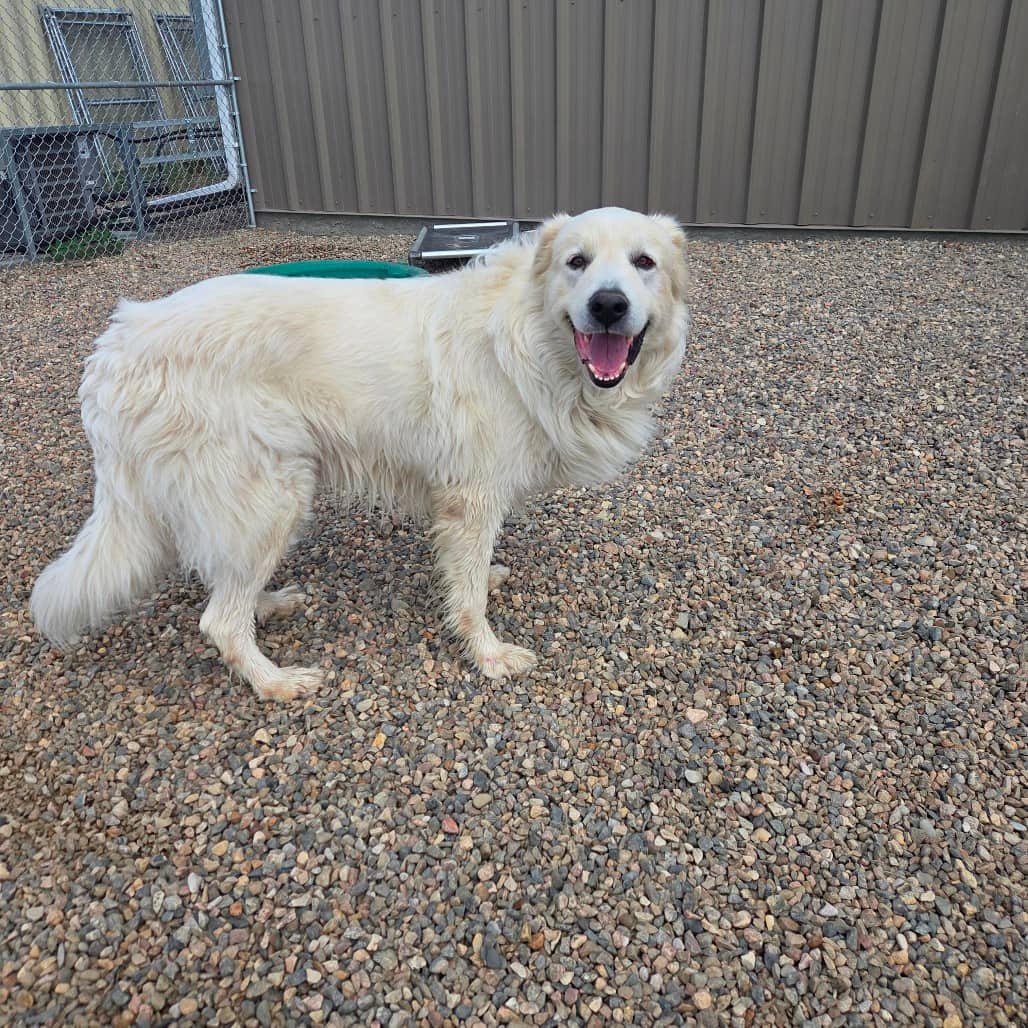 Halo (Zorro) - Pyrenees, Great available for adoption in Saskatchewan