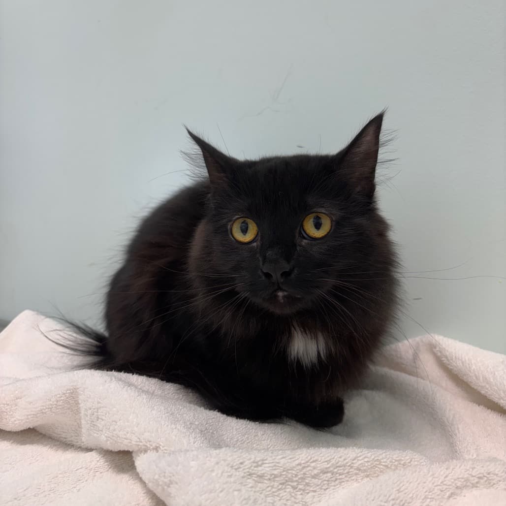 Dime - Domestic Medium Hair cat available for adoption at Saskatoon SPCA in Saskatoon