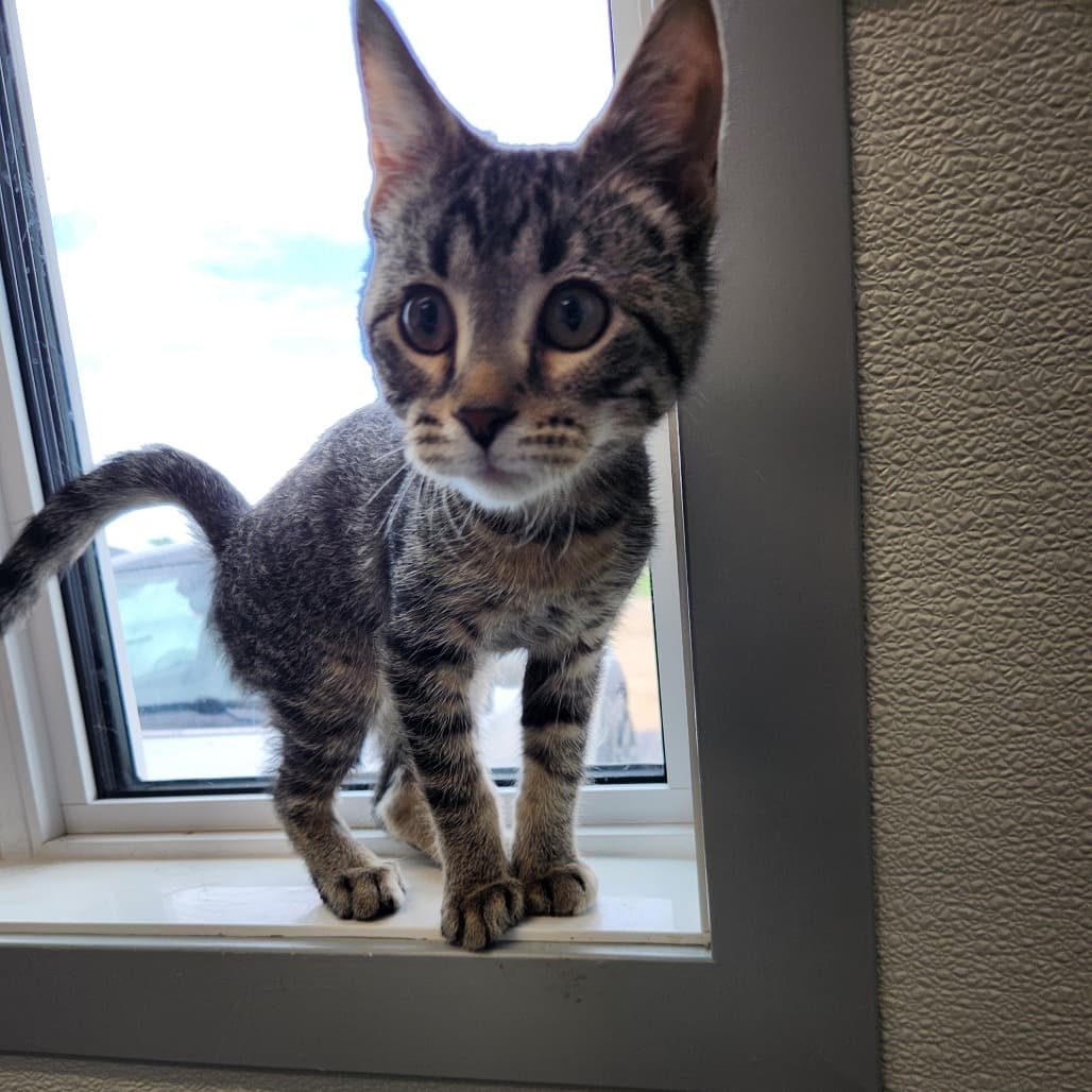 Meerkat - Domestic Shorthair cat available for adoption at Battlefords Humane Society in North Battleford