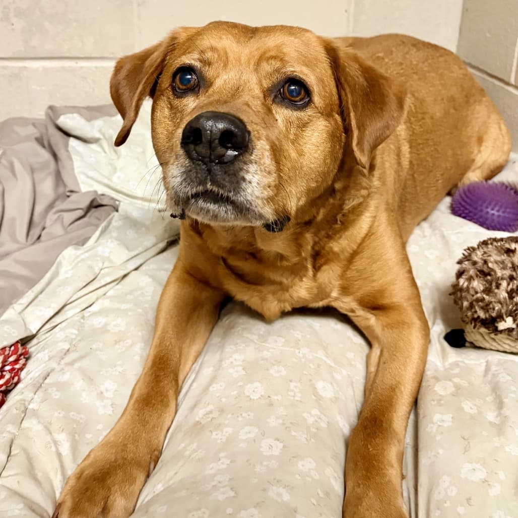 Mystery - Mastiff / Rottweiler available for adoption in Calgary