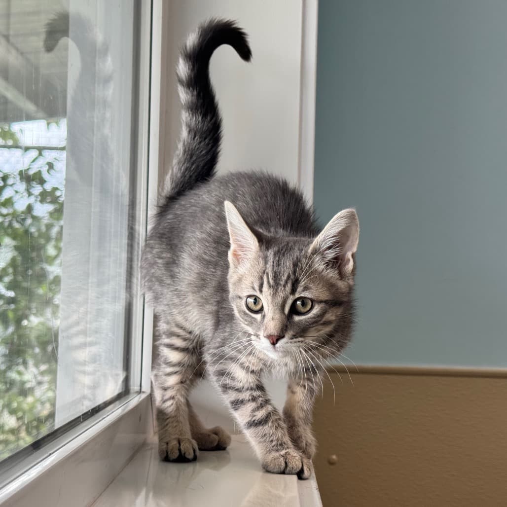 Sunshine - Domestic Shorthair cat available for adoption at Prince Albert SPCA in Prince Albert