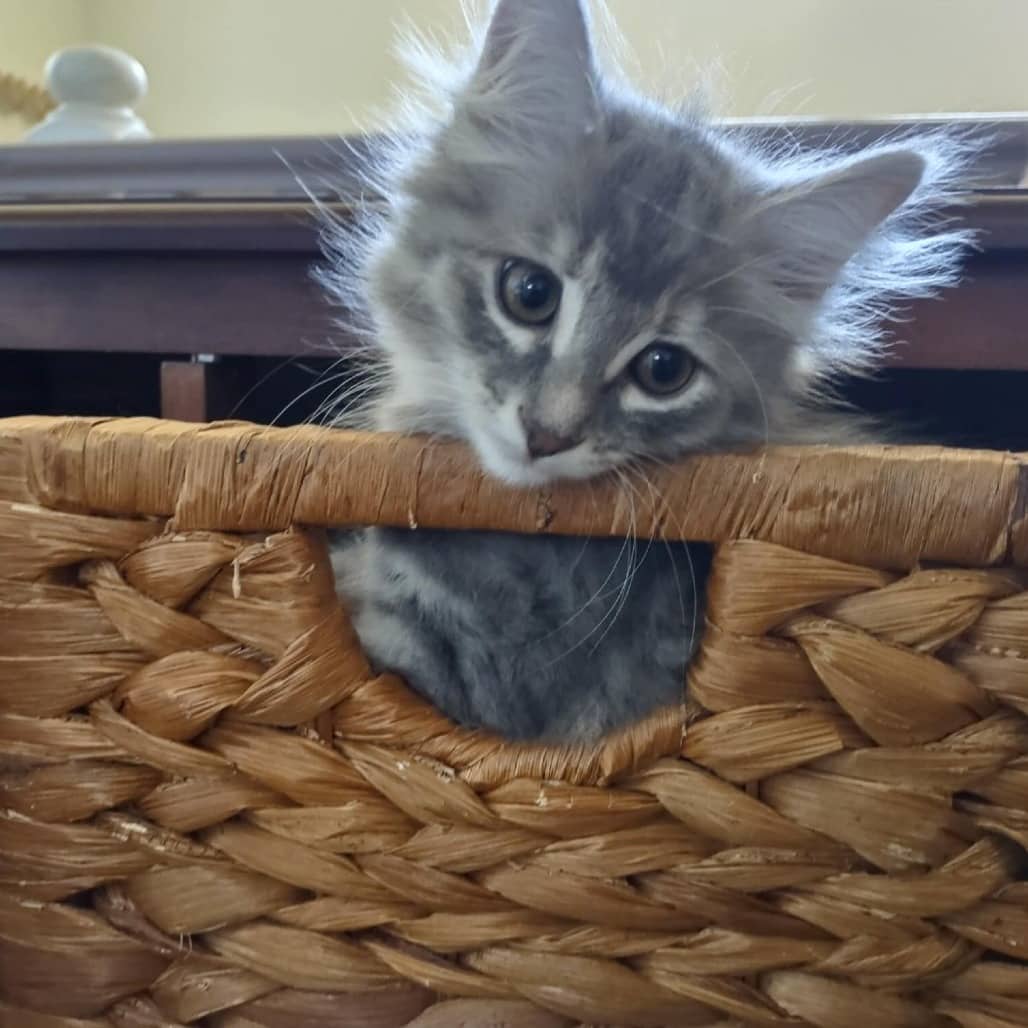 Tater Tot - Domestic Shorthair cat available for adoption at Vancouver Orphan Kitten Rescue Association in Vancouver