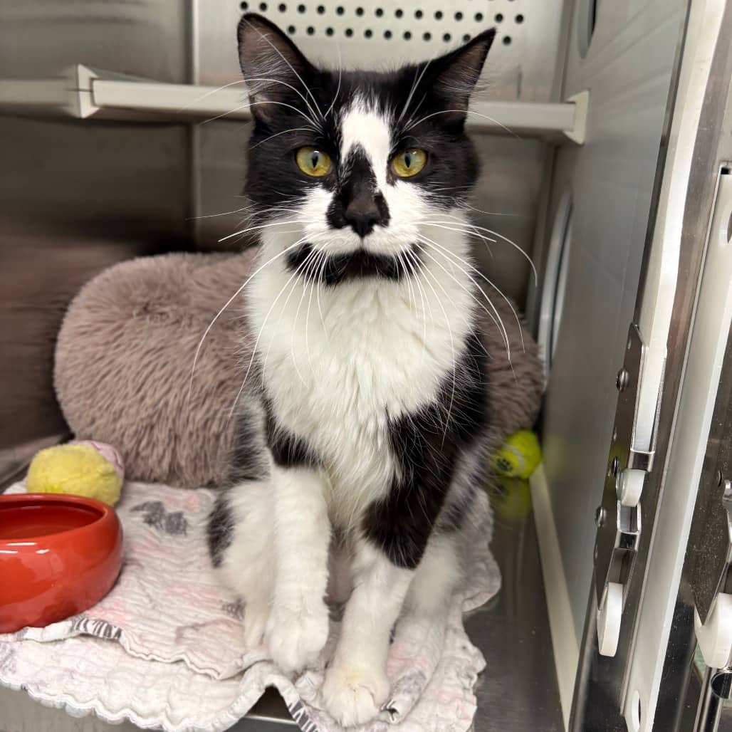 Chloe - Domestic Shorthair available for adoption