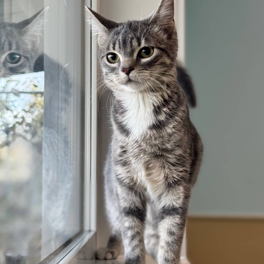 Shimmer - Domestic Shorthair available for adoption
