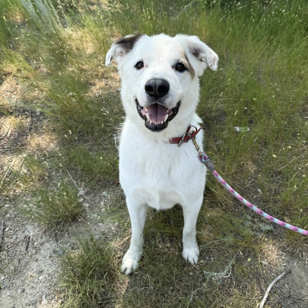 Milo - Mixed Breed (Large) / Pyrenees, Great available for adoption