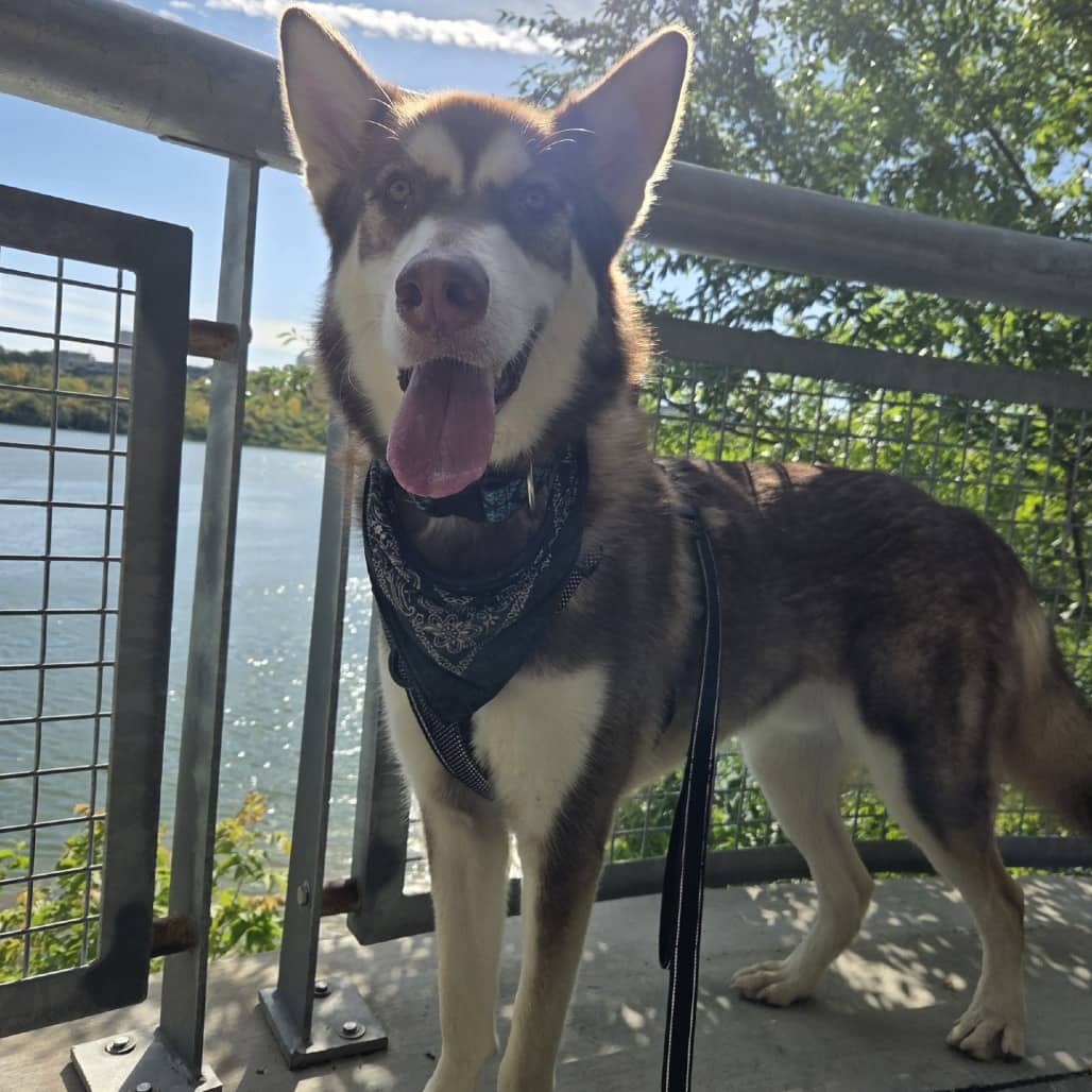 Milo - Husky / Mixed Breed (Medium) available for adoption in Saskatchewan