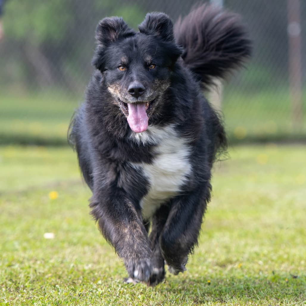Bean - MIXED BREED available for adoption