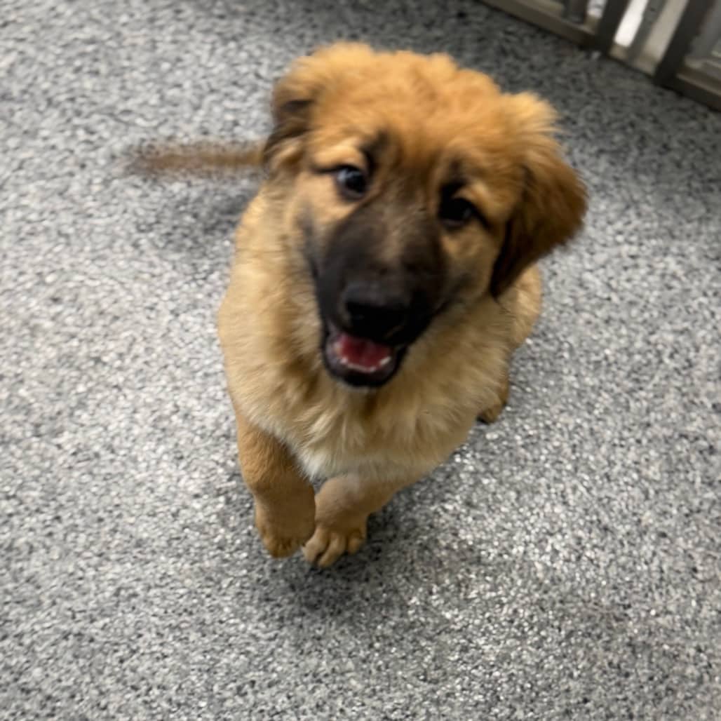 Fern - Newfoundland / Mixed Breed (Medium) available for adoption in Saskatchewan