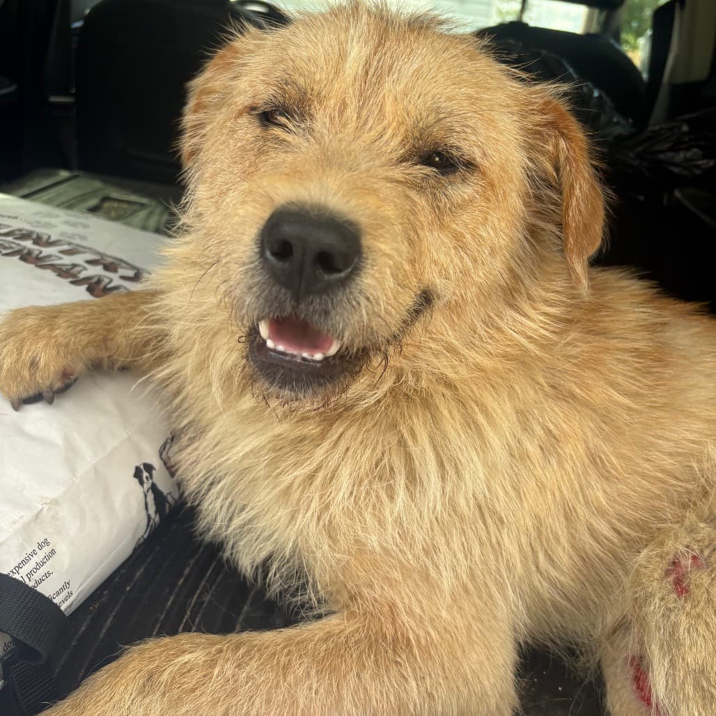 Buster - Mixed Breed available for adoption