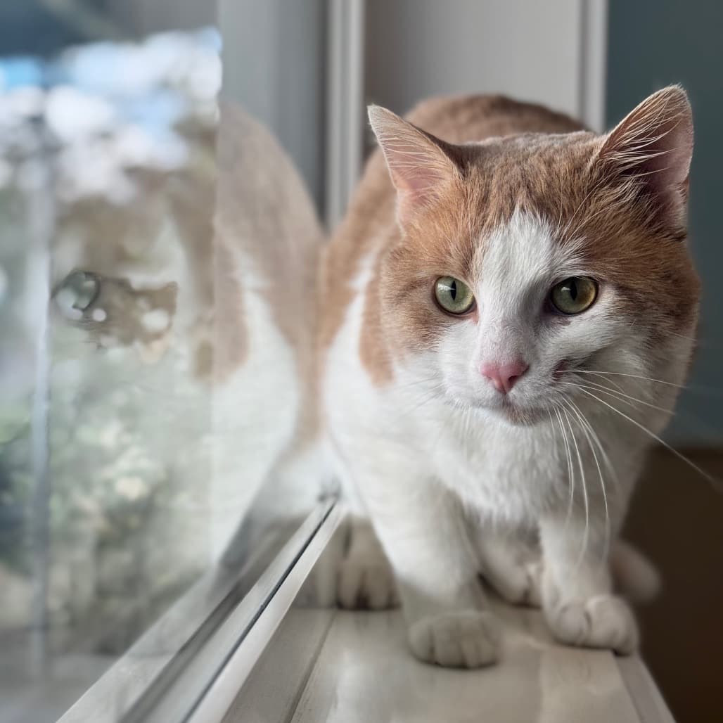 Joe - Domestic Shorthair cat available for adoption at Prince Albert SPCA in Prince Albert