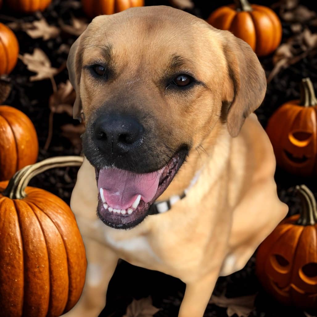 Arizona - Shepherd, German / Retriever, Labrador available for adoption in Calgary