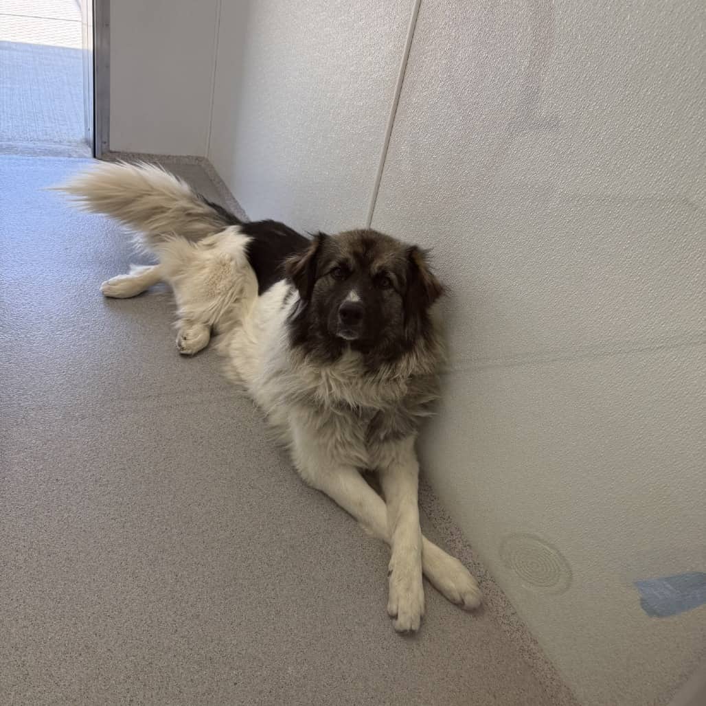 Nika - Husky / Shepherd available for adoption in Saskatchewan